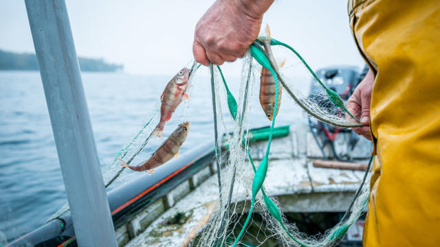 Pêche de perche sur le lac Léman