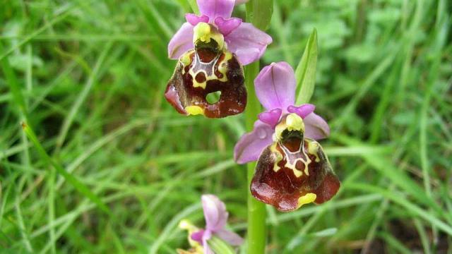 Orchid in the Vuache mountain