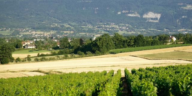 vignes-hameaux-st-julien-frederic-auvray-drach-6.jpg