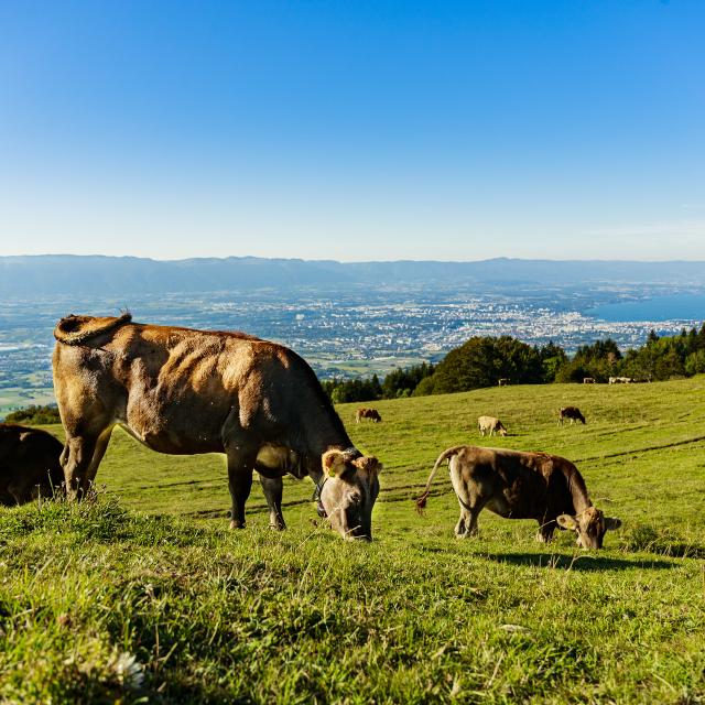 Les alpages du Salève