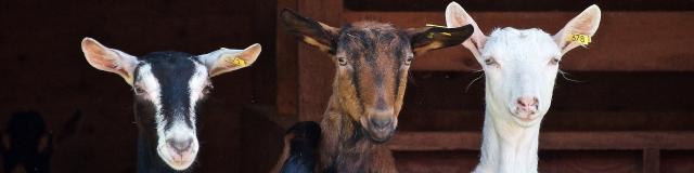 goats-2376144-1920.jpg