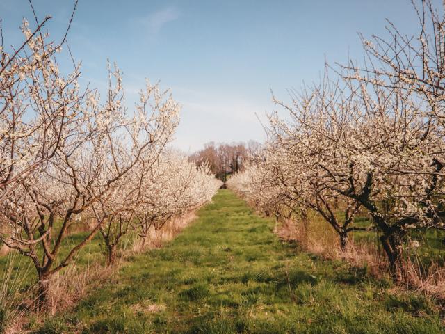 Les vergers de la Ferme des 4 saisons