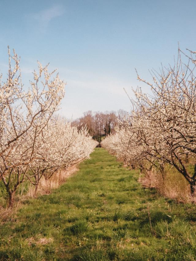 Les vergers de la Ferme des 4 saisons