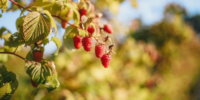 Raspberry_of_Machilly-OT_Geneva_Mountains_-_A.Modylevskaia-2830-1400px