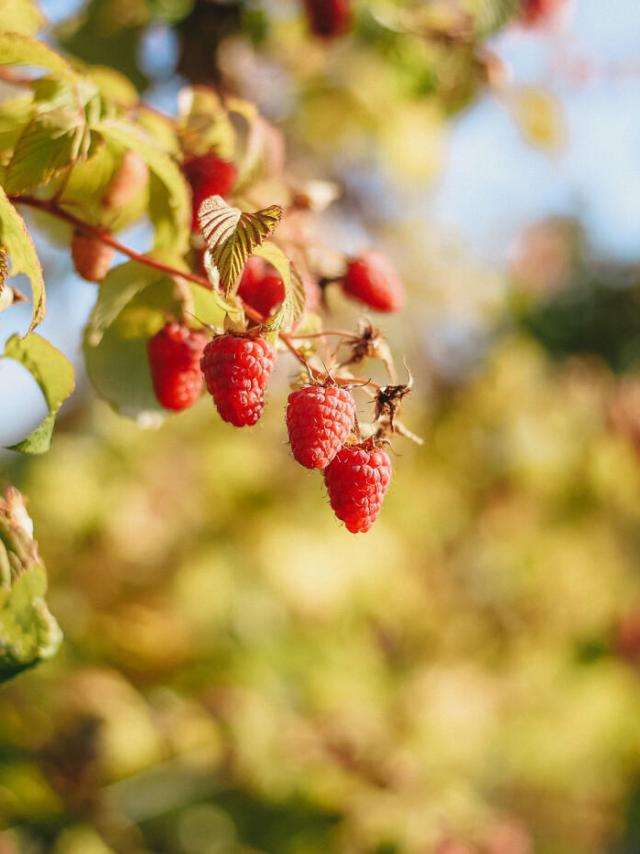 Raspberry_of_Machilly-OT_Geneva_Mountains_-_A.Modylevskaia-2830-1400px