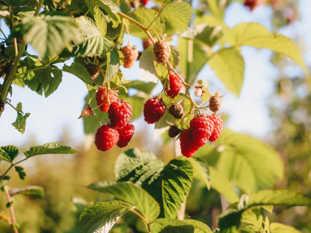 Raspberry_of_Machilly-OT_Geneva_Mountains_-_A.Modylevskaia-2833-1400px