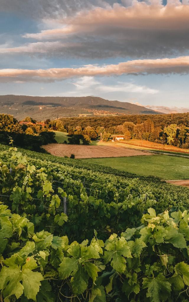 Les Voirons Depuis Les Vignes De Carra Anastasiia Modylevskaia 1030 1200px