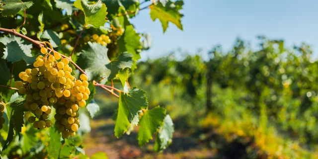 Bunches of green grapes in the vineyards before harvest, banner idea with space for text