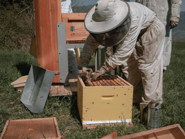 Abeilles Installation Peillonnex April 2022 4 1 1 Association Un Reve Dabeilles